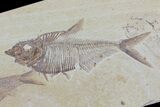 Diplomystus & Knightia Fossil Fish Association - Wyoming #79825-3